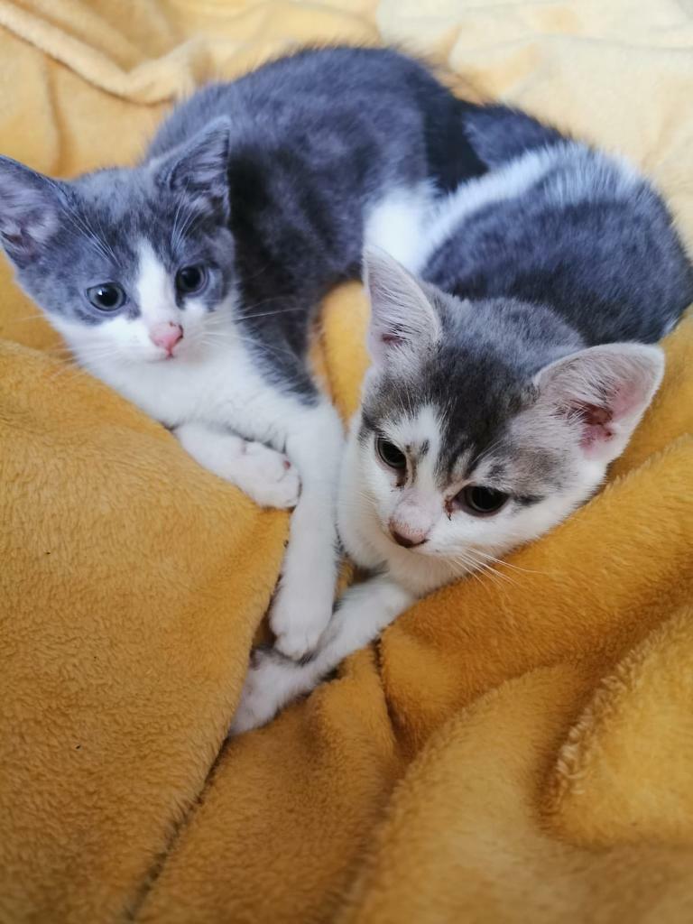 Two male kittens in Enfield, London Gumtree