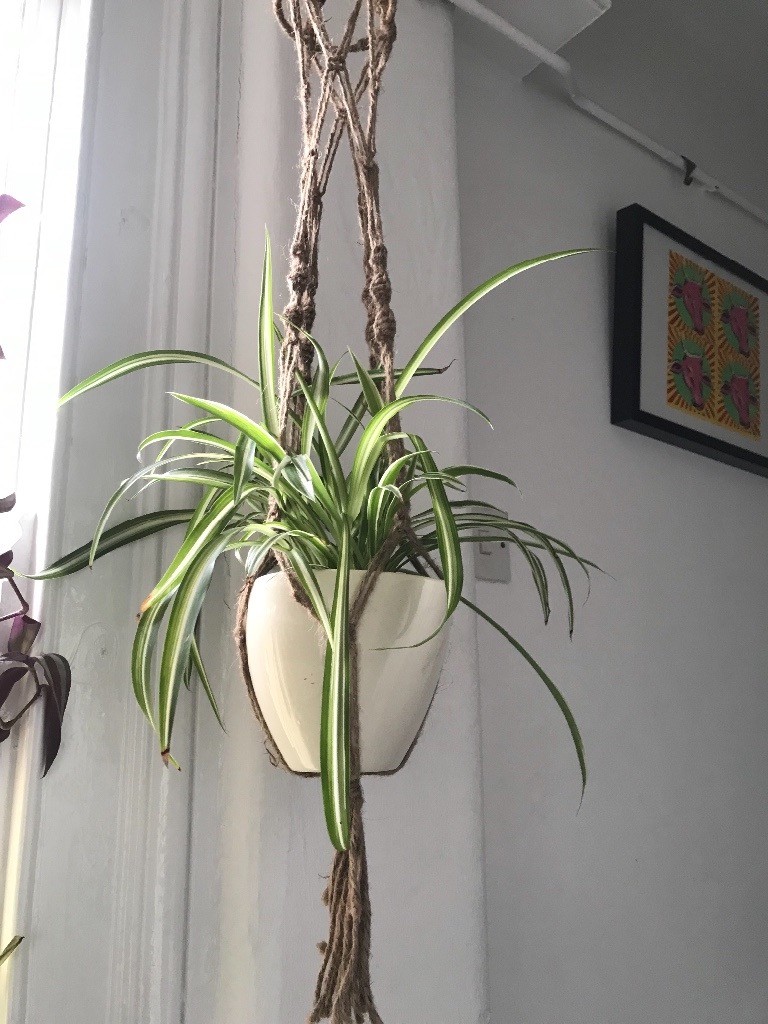 Beautiful hanging spider plant in Canary Wharf, London Gumtree