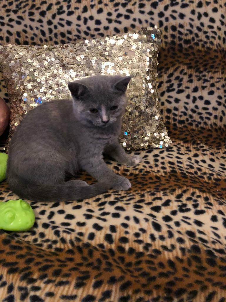 British Shorthair Kitten S For Sale In Everton Merseyside Gumtree