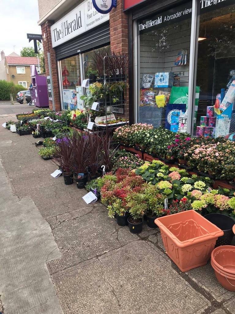 Plants in Southside, Glasgow Gumtree