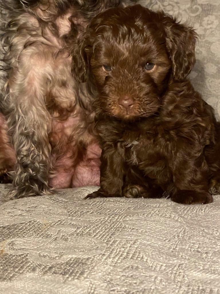 Schnoodle oodle puppies in Wallasey, Merseyside Gumtree