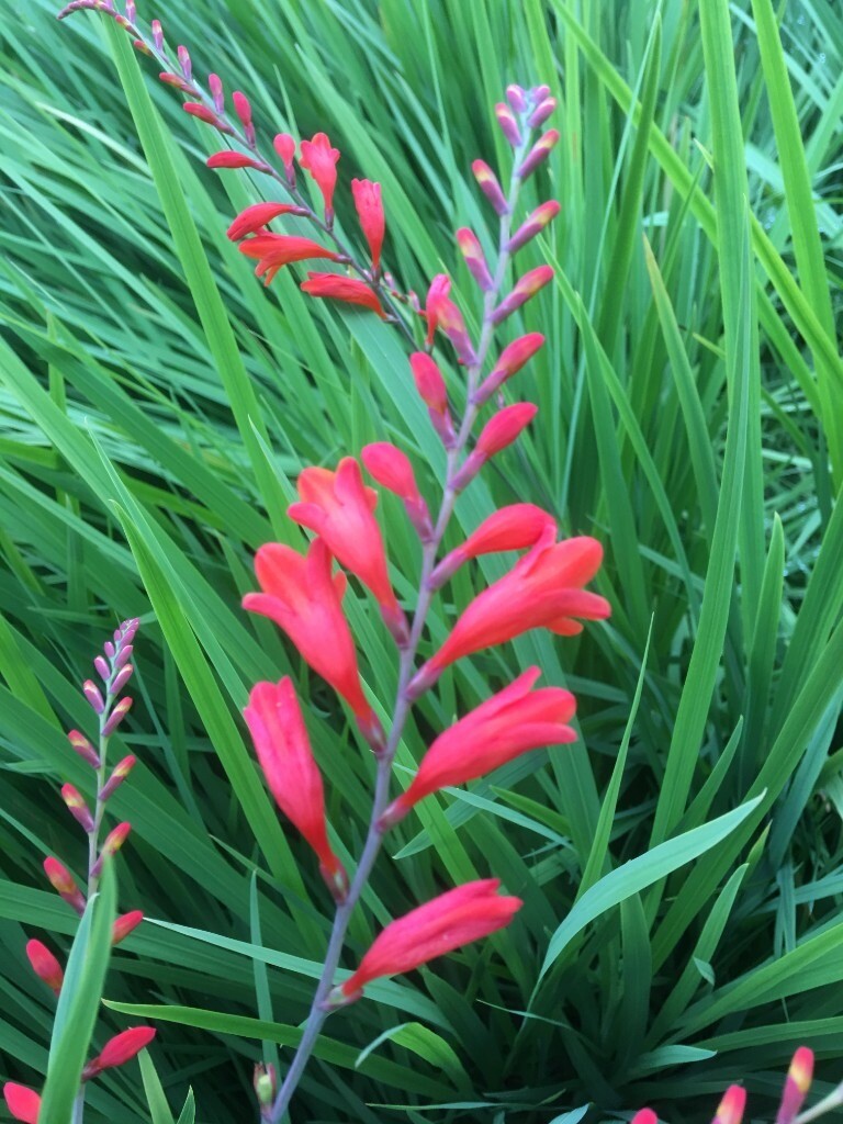 LUCIFER PLANTS. . . in Inverurie, Aberdeenshire Gumtree