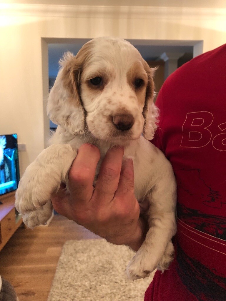 Cocker spaniel kennel club registered puppies in Herne Bay, Kent