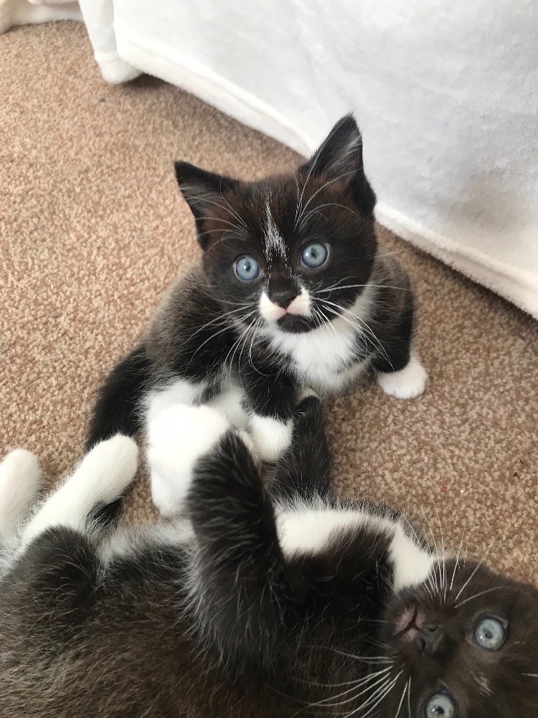 Ragdoll Cross Kittens In Stockbridge Edinburgh Gumtree