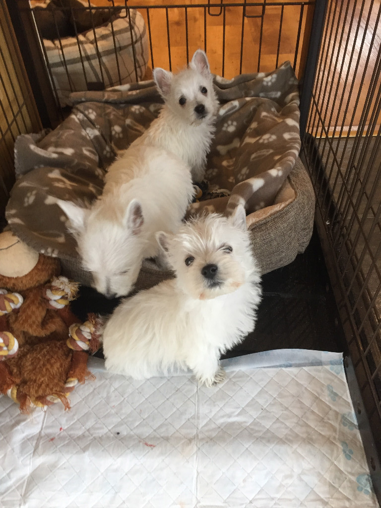 west highland terrier puppies in Kilmarnock, East Ayrshire Gumtree