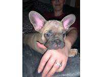 French bulldog puppy for sale 