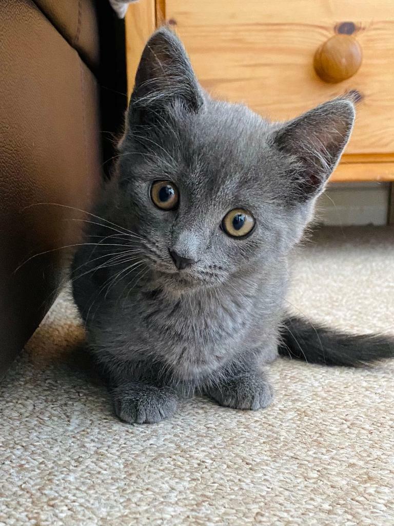 Pure Russian Blue female kitten in Finedon, Northamptonshire Gumtree