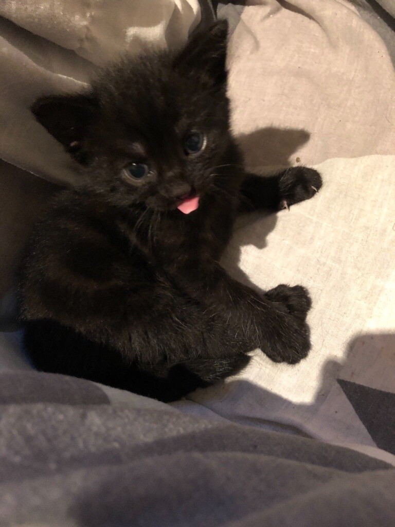 Kittens 2 Male 2 female | in Worthing, West Sussex | Gumtree