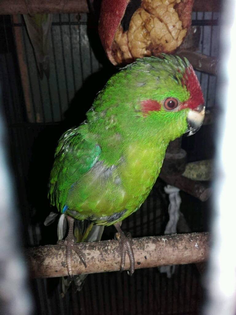 Kakarikis for sale in Bradford, West Yorkshire Gumtree