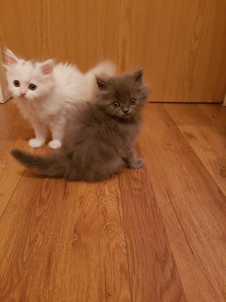 2 Persian X Ragdolls kittens in Little Hulton, Manchester Gumtree