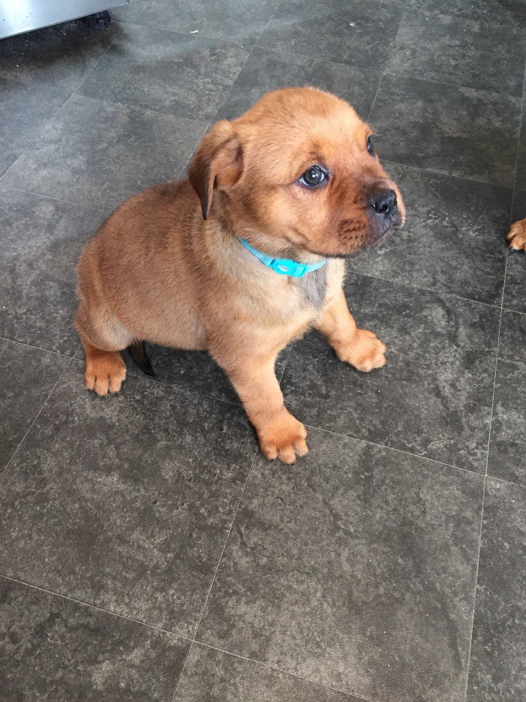 Rottweiler cross Dogue de Bordeaux puppies in Dunscroft, South