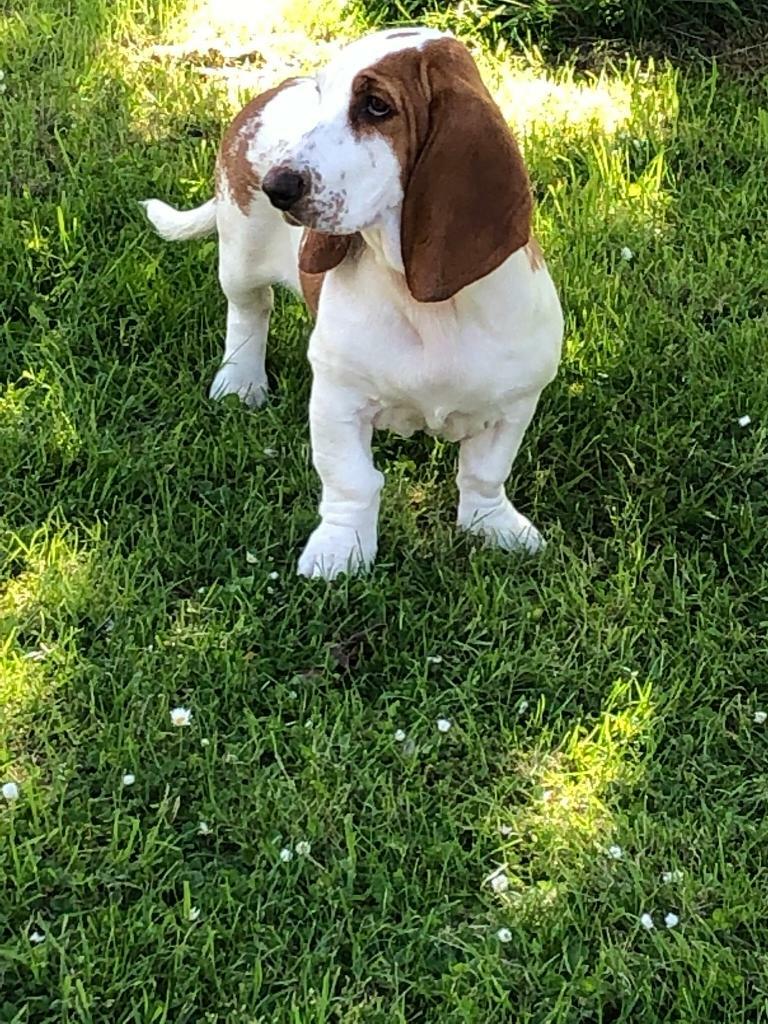 Beautiful basset hound girl puppy | in Cameron Toll, Edinburgh | Gumtree