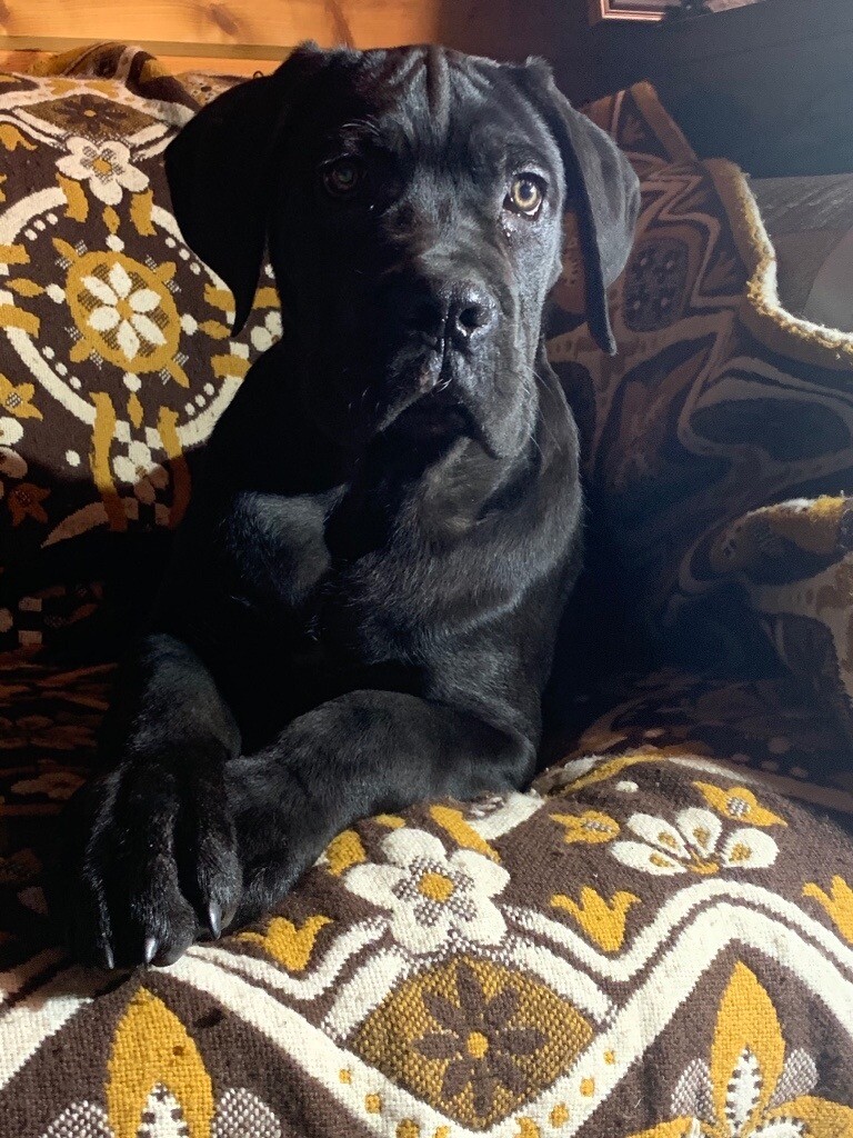 Cane Corso puppies for sale in Tilbury, Essex Gumtree