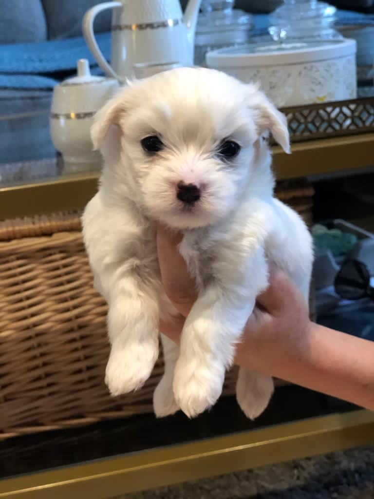 Stunning pedigree Maltese puppies in South East London, London Gumtree