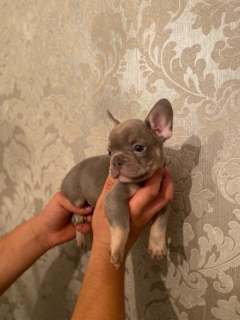 Beautiful French Bulldog pups ( Isabella line) in Grays, Essex Gumtree