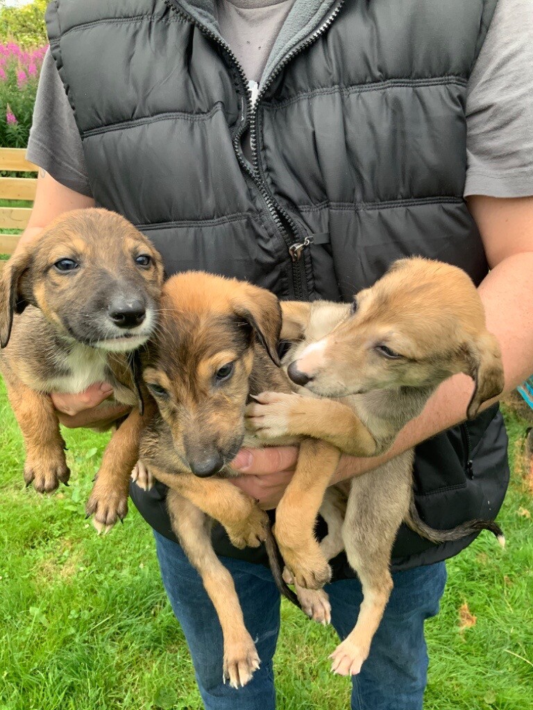 LURCHER PUPPIES. in Kintore, Aberdeenshire Gumtree