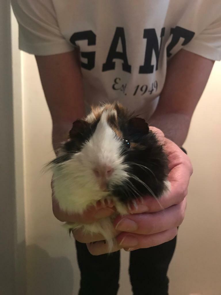 2 baby guinea pigs for sale in Sunderland, Tyne and Wear Gumtree