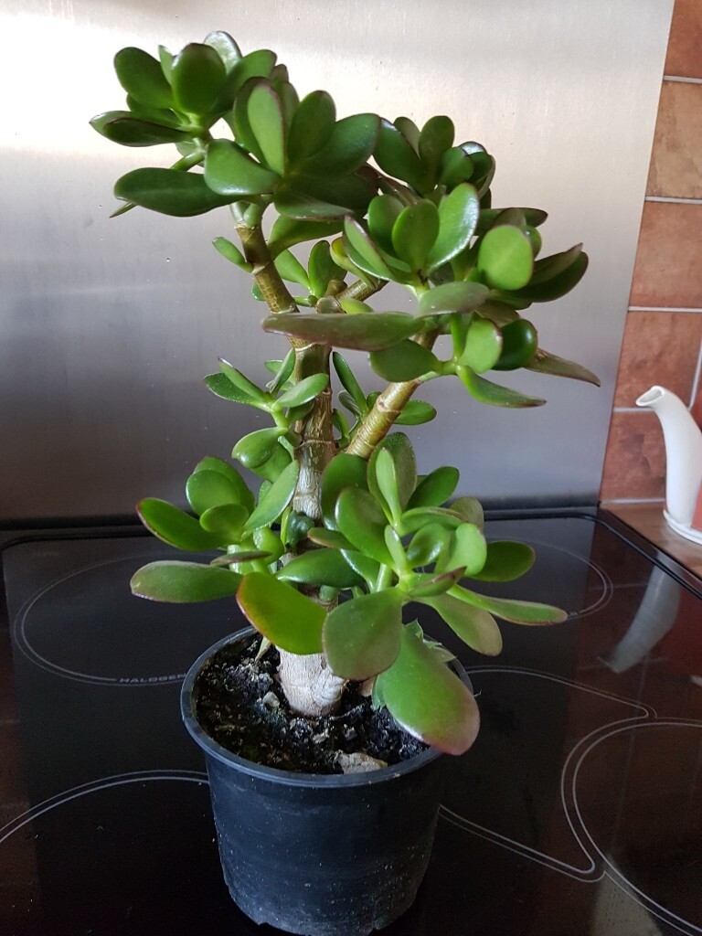 Potted Jade (Money Plant) in Benfleet, Essex Gumtree
