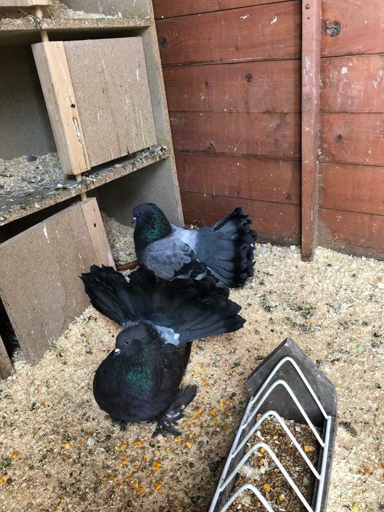 West of England tumbler pigeons in Bradford, West Yorkshire Gumtree