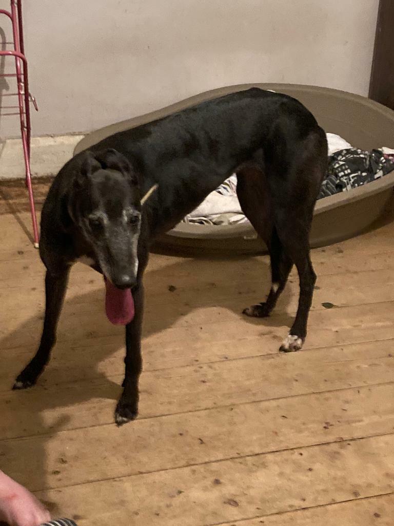 Beautiful black female greyhound | in Blandford Forum, Dorset | Gumtree