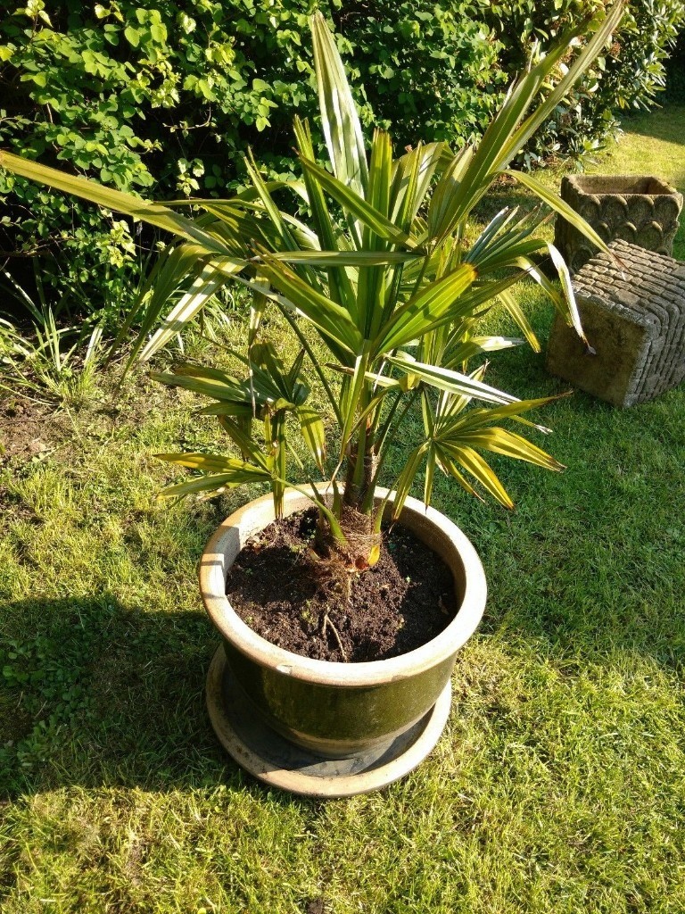 ESTABLISHED HARDY PALM TREE IN GLAZED POT WITH MATCHING WATER DISH in