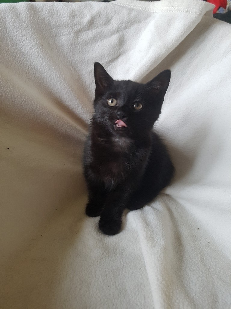 Beautiful Black Kittens in Bonnybridge, Falkirk Gumtree