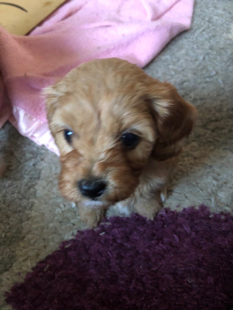 Cavapoo puppies for sale ready for new homes now in Norwich, Norfolk