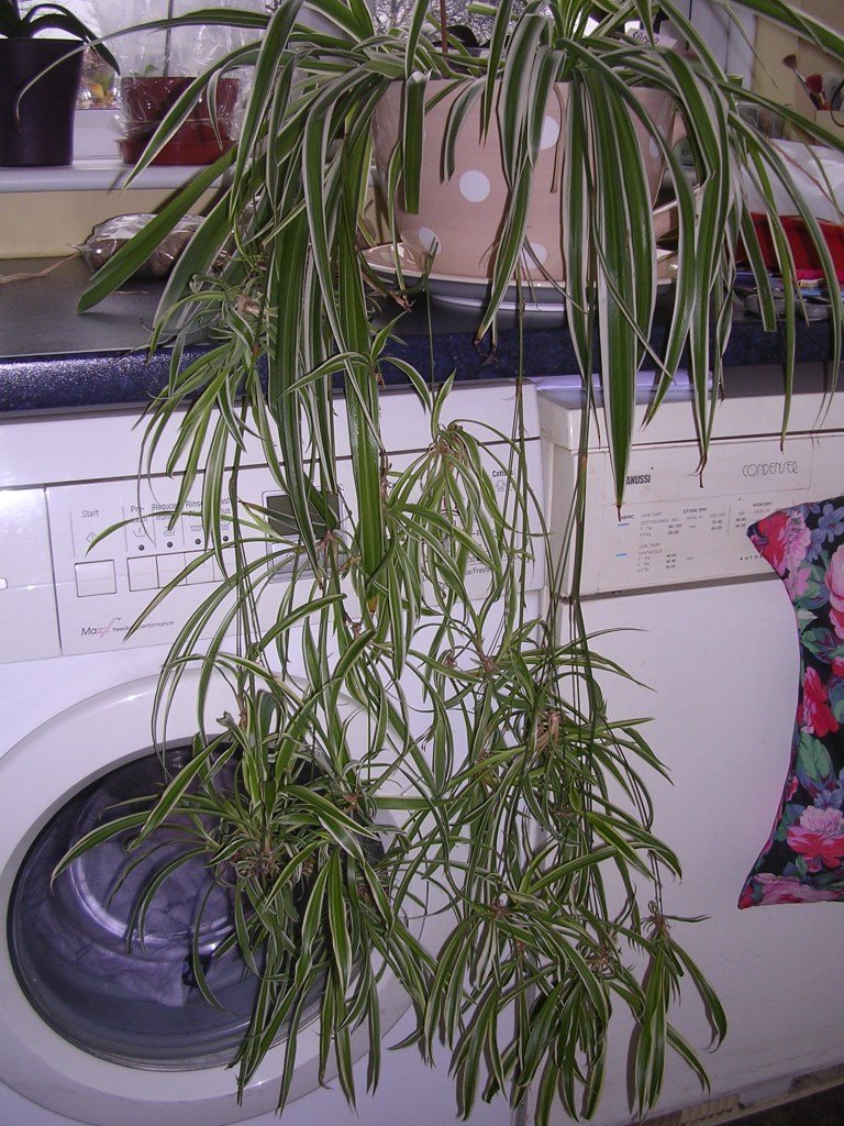 large indoor spider plant with lots of babies attached ...