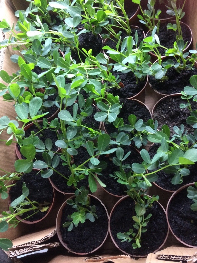 Peanut plants for sale&hellip; Good strong plants in