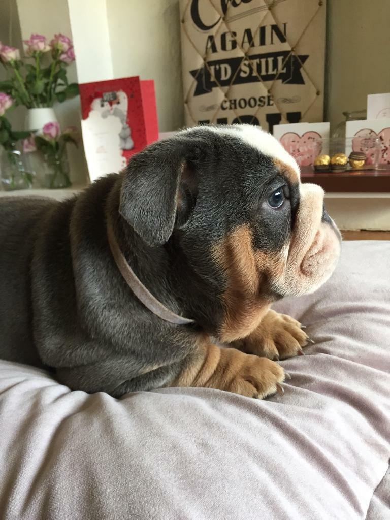 English Bulldog triple carrier females in Bury, Manchester Gumtree