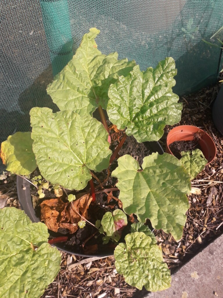 Rhubarb plants in Aigburth, Merseyside Gumtree