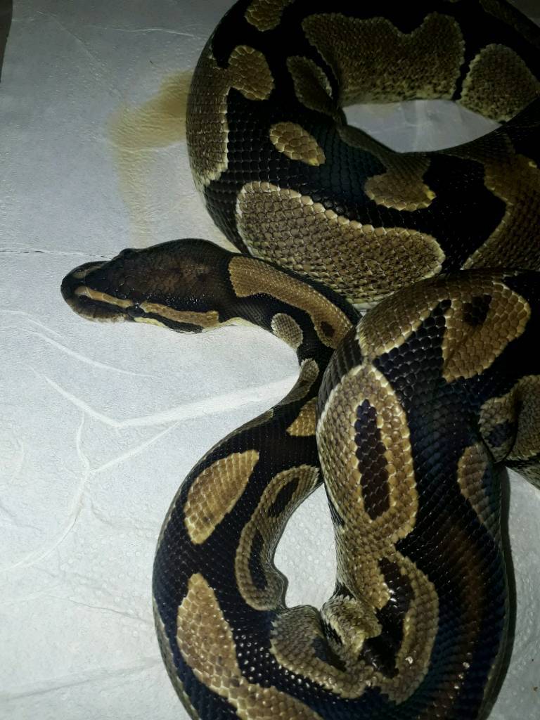 Normal & ghi ball python for sale in Blackley, Manchester Gumtree
