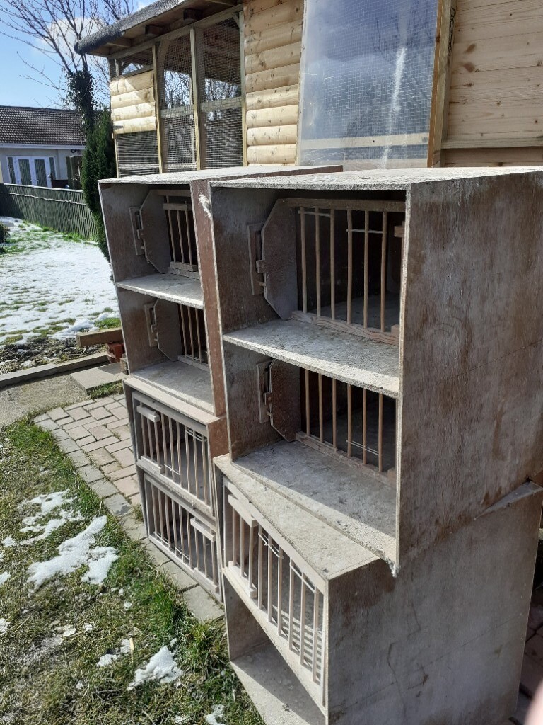 Pigeon boxes in Consett, County Durham Gumtree