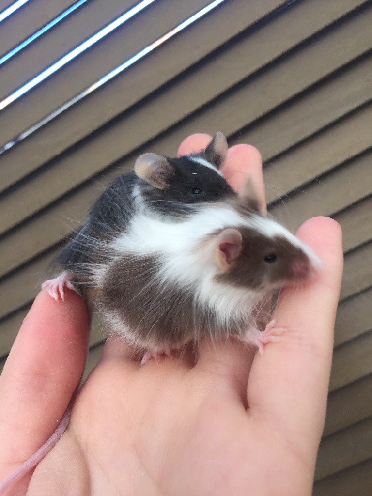 Long haired male mice in Wolverhampton, West Midlands Gumtree