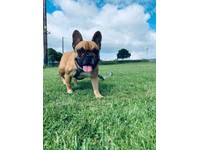 French Bulldog In Bolton Manchester Dogs Puppies For Sale Gumtree