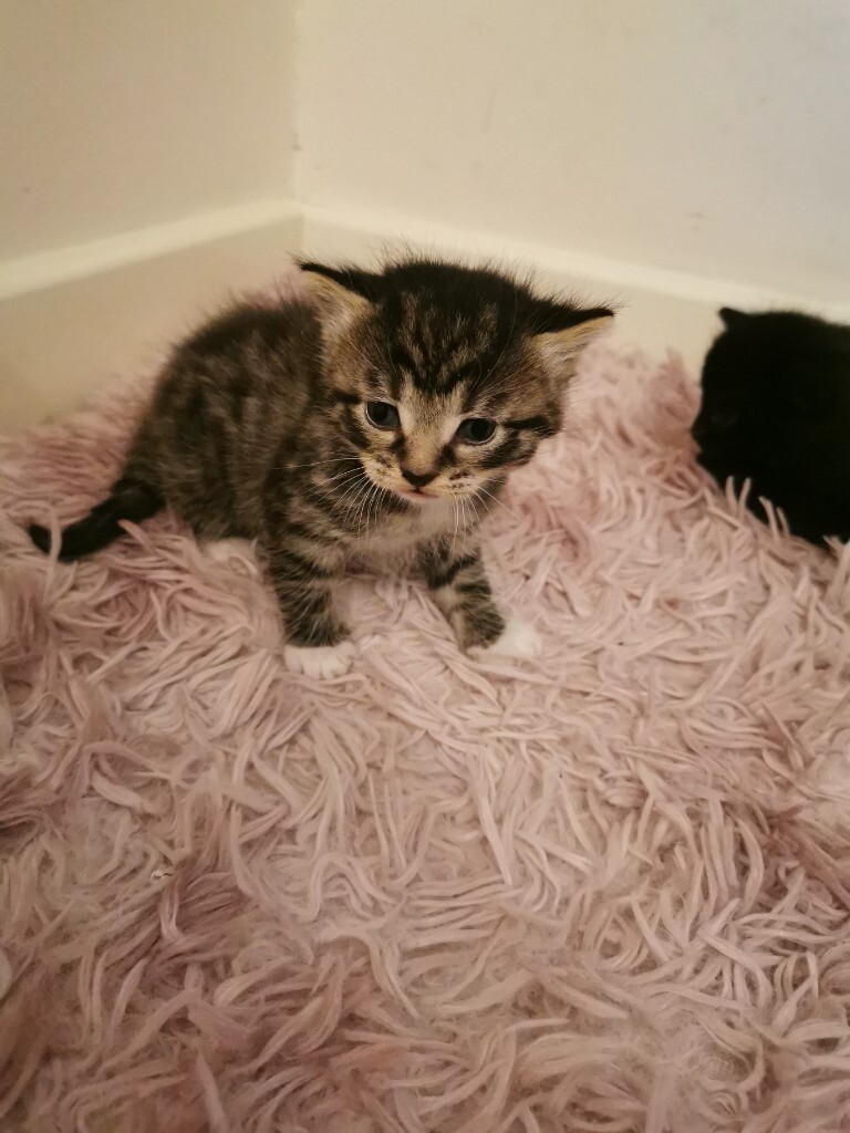 Beautiful litter of kittens in WestonsuperMare, Somerset Gumtree
