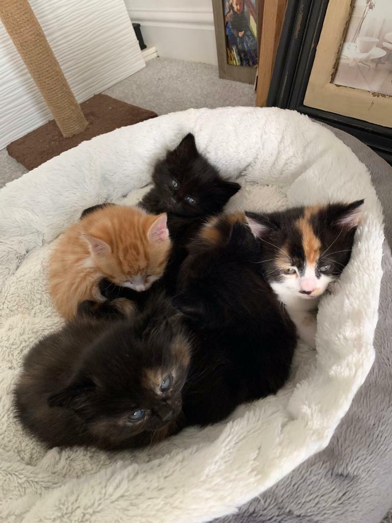 Kittens | in Middlewich, Cheshire | Gumtree