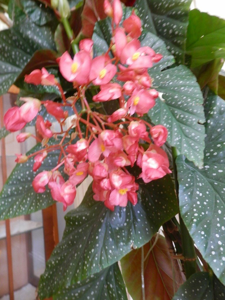 Large Mature Begonia Corallina House Plant, 115 cm high in East End