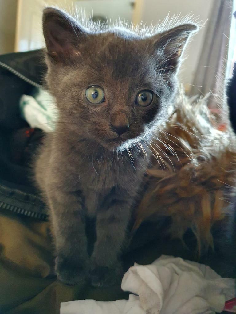 8 weeks old half Russian blue kittens for sale | in Coalville