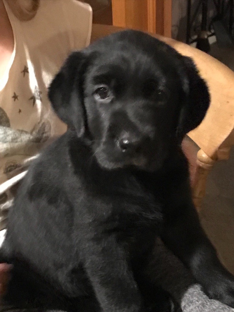 Adorable Lab Puppies for Sale in Llangadog, Carmarthenshire Gumtree