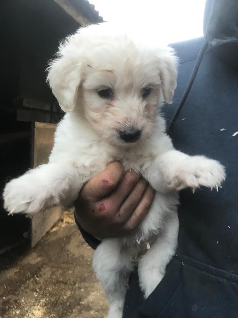 Stunning sheperdoodle puppies in BoltonuponDearne, South Yorkshire Gumtree