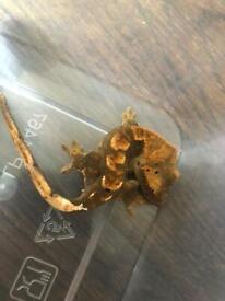 image for Baby Crested Geckos PICKUP ONLY