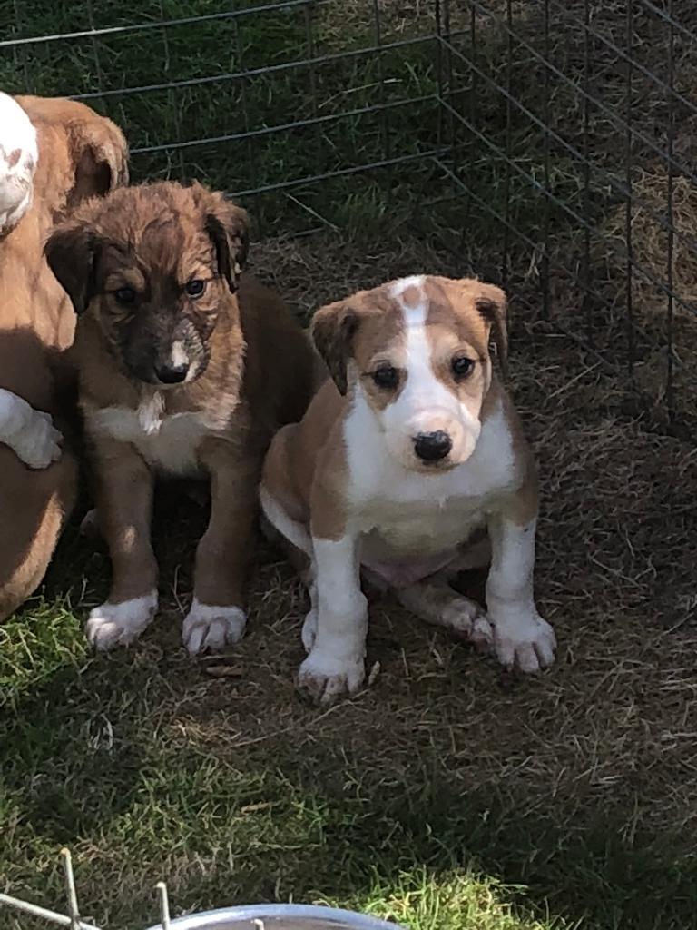 Lurcher puppies | in Lytchett Matravers, Dorset | Gumtree