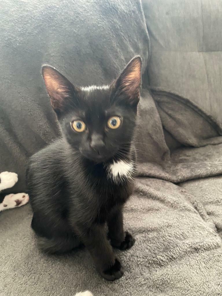 Kittens in Warrington, Cheshire Gumtree