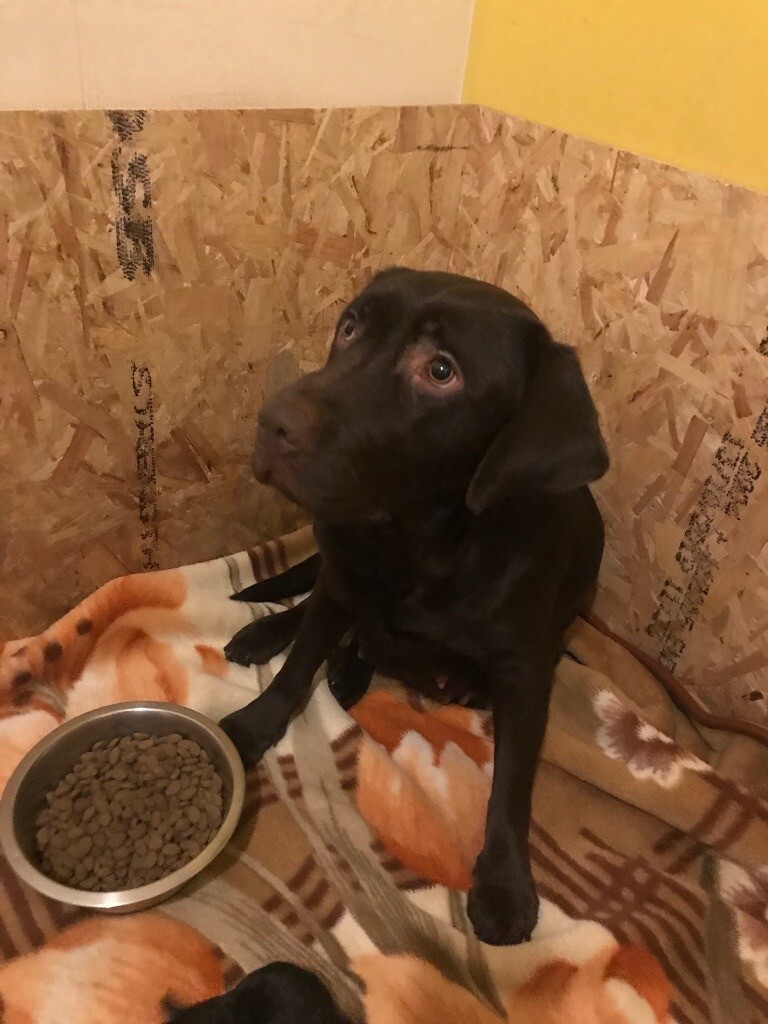Beautiful KC chocolate Labrador puppies for sale in Falkirk Gumtree