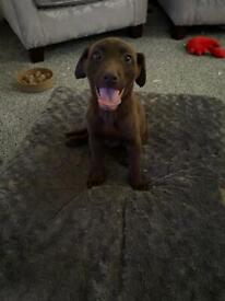 image for Chocolate Labrador puppy ( girl )