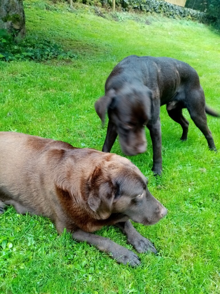 Chocolate Labrador Puppies in Castle Douglas, Dumfries and Galloway
