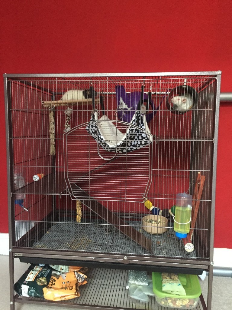 Large Rat Cage with Three Female Rats in Mapperley, Nottinghamshire