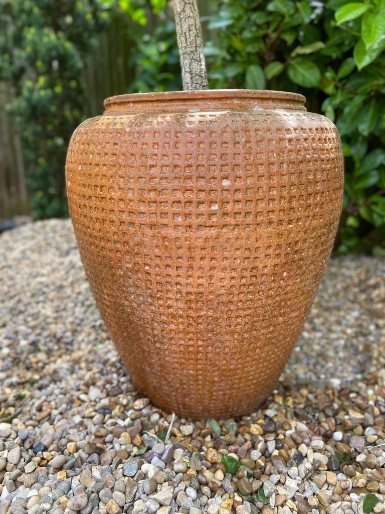 Very Large Terracotta Garden Pot Urn With Established Cordyline Palm