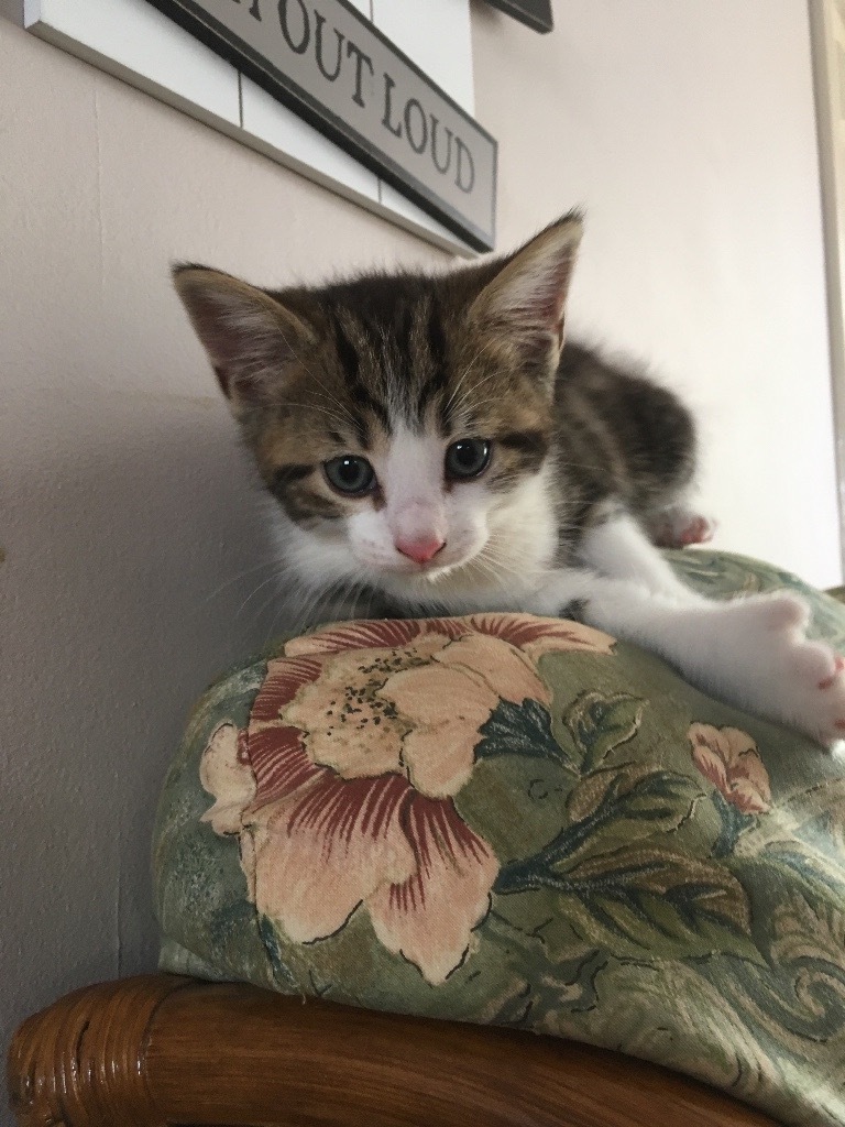 Rare Polydactyl or Mitten Kittens for sale in Totton, Hampshire Gumtree